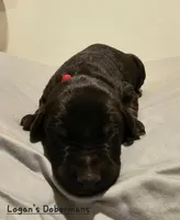 Red Collar, a male Doberman Pinscher for sale in Flemingsburg, KY – Photo 2 of 2