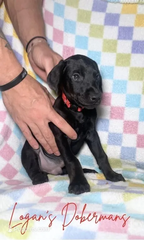 Red Collar – Doberman Pinscher puppy for sale in Flemingsburg, KY