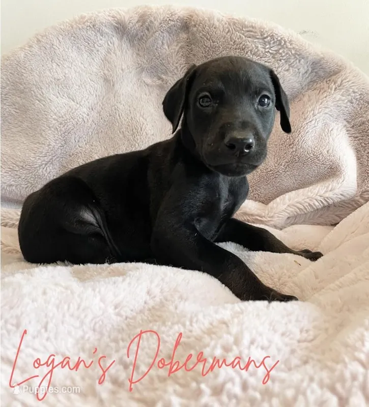 Red Collar – Doberman Pinscher puppy for sale in Flemingsburg, KY