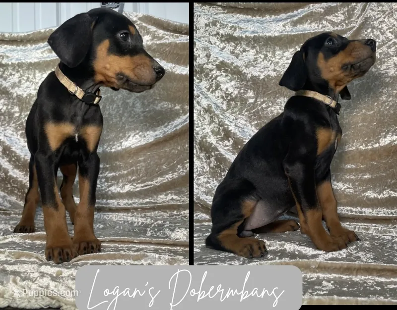 White Collar – Doberman Pinscher puppy for sale in Flemingsburg, KY