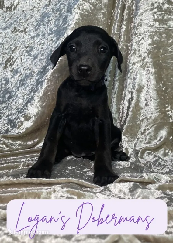 Purple Collar – Doberman Pinscher puppy for sale in Flemingsburg, KY