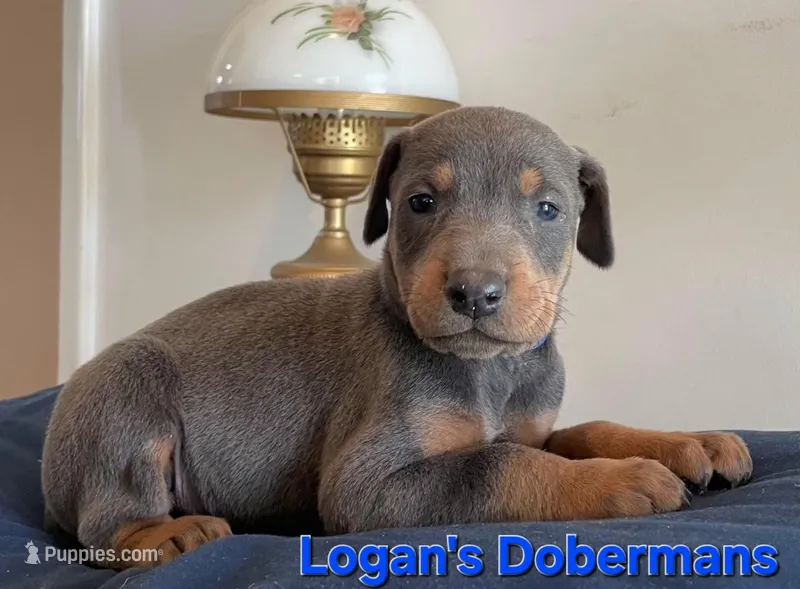 Blue Collar – Doberman Pinscher puppy for sale in Flemingsburg, KY