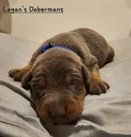 Blue Collar, a male Doberman Pinscher for sale in Flemingsburg, KY – Photo 2 of 2