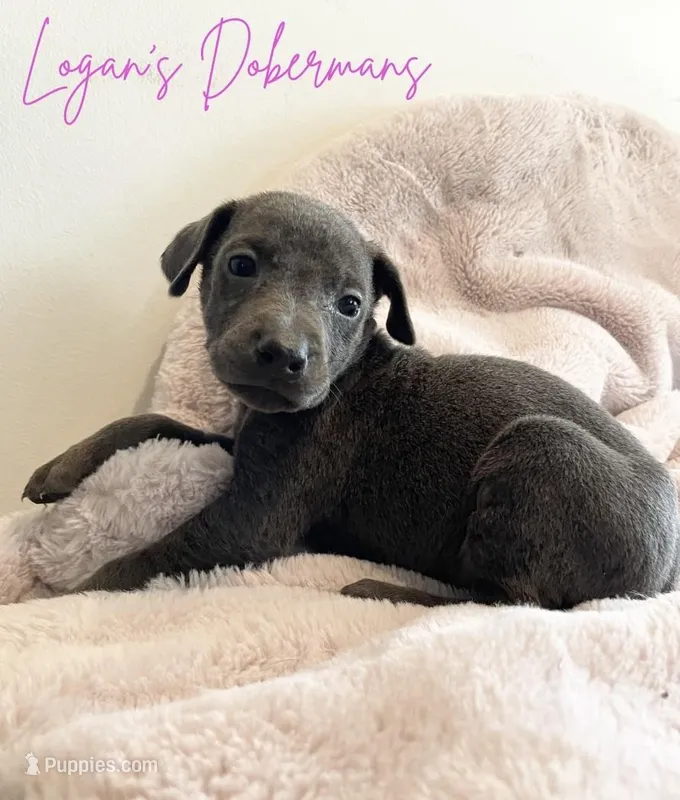 Pink Collar – Doberman Pinscher puppy for sale in Flemingsburg, KY