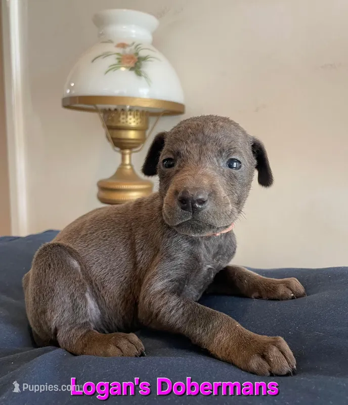 Pink Collar – Doberman Pinscher puppy for sale in Flemingsburg, KY