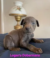 Pink Collar, a female Doberman Pinscher for sale in Flemingsburg, KY – Photo 1 of 2