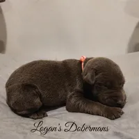 Pink Collar, a female Doberman Pinscher for sale in Flemingsburg, KY – Photo 2 of 2