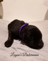 Purple Collar, a female Doberman Pinscher for sale in Flemingsburg, KY – 2 of 2