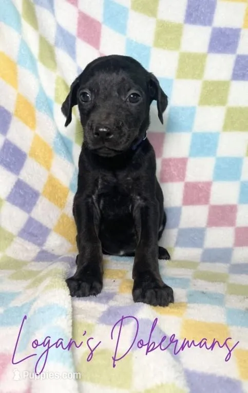 Purple Collar – Doberman Pinscher puppy for sale in Flemingsburg, KY