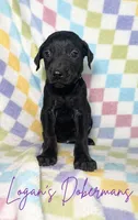 Purple Collar, a female Doberman Pinscher for sale in Flemingsburg, KY – 1 of 2