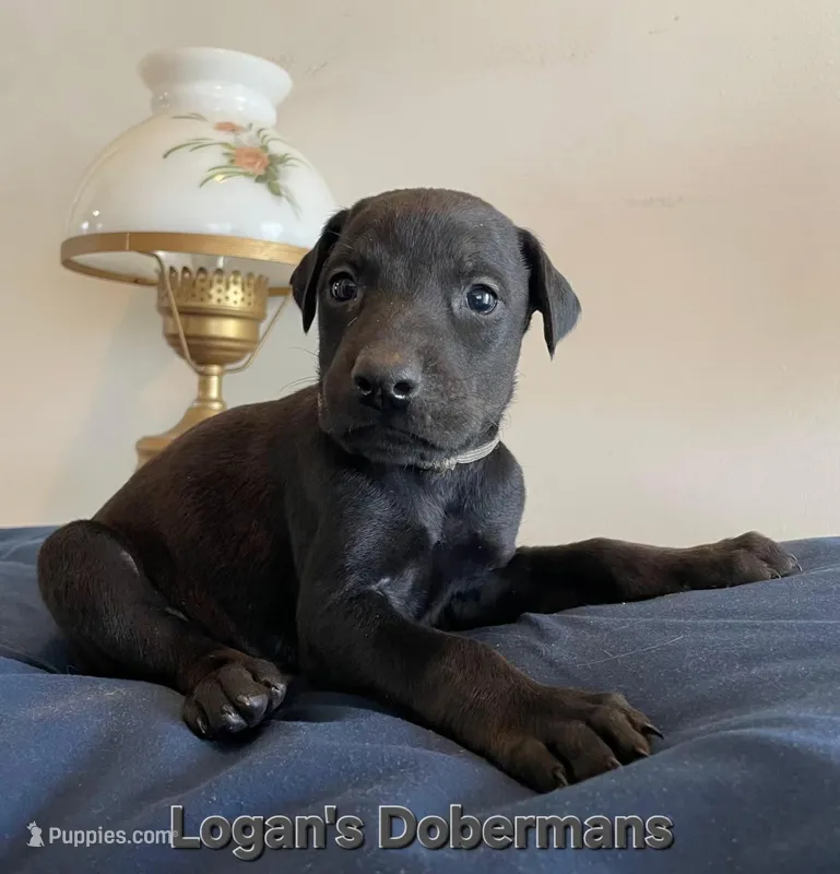 Silver Collar – Doberman Pinscher puppy for sale in Flemingsburg, KY