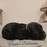 Silver Collar, a male Doberman Pinscher for sale in Flemingsburg, KY – Photo 2 of 2