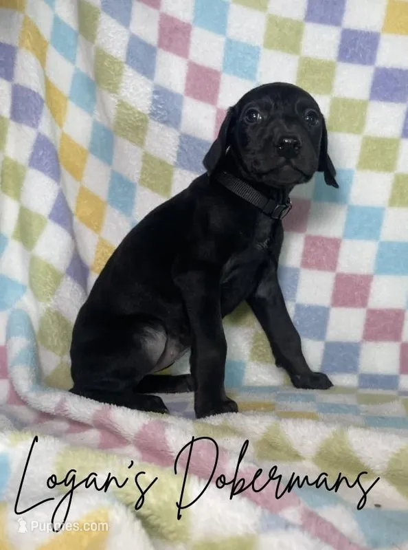 Silver Collar – Doberman Pinscher puppy for sale in Flemingsburg, KY