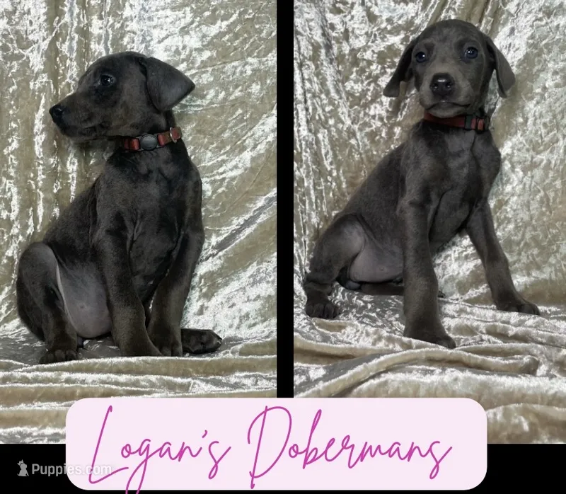 Pink Collar – Doberman Pinscher puppy for sale in Flemingsburg, KY