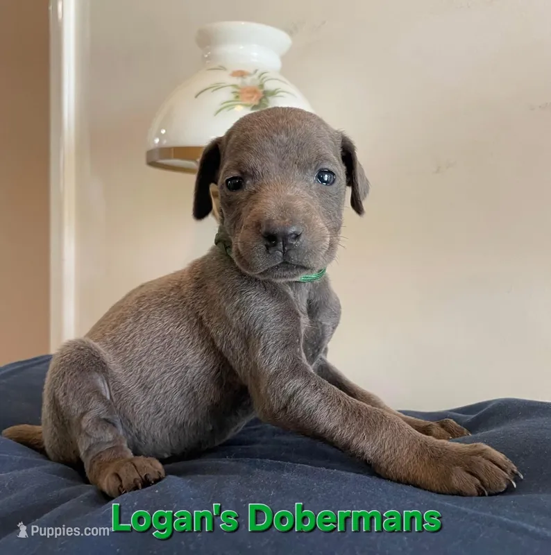 Green Collar – Doberman Pinscher puppy for sale in Flemingsburg, KY