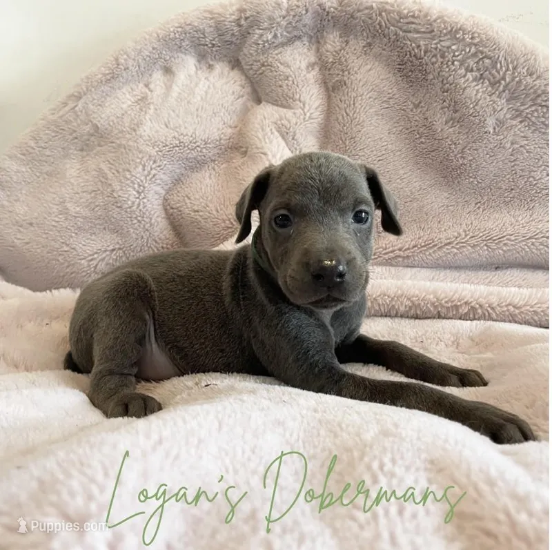 Green Collar – Doberman Pinscher puppy for sale in Flemingsburg, KY
