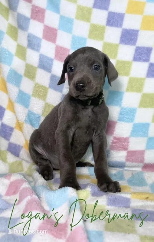 Green Collar – Doberman Pinscher puppy for sale in Flemingsburg, KY