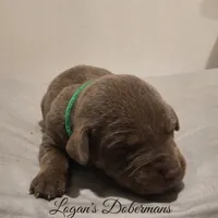 Green Collar, a female Doberman Pinscher for sale in Flemingsburg, KY – Photo 2 of 2