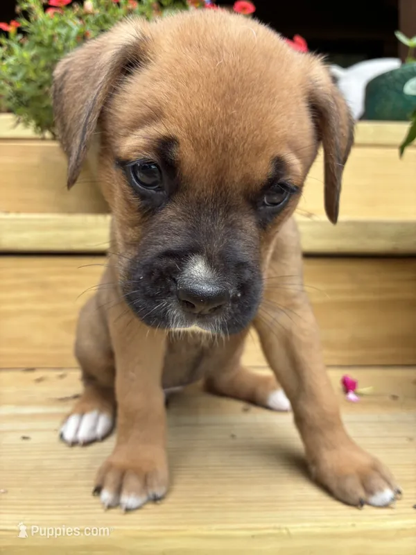Brown Female – Boxer puppy for sale in Wright City, MO