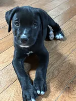 Buddy, a male Boxer for sale in Wright City, MO – 3 of 4