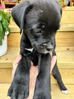 Black w/white Male Green Collar, a male Boxer for sale in Wright City, MO – 3 of 3