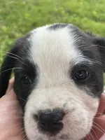 Oscar, a male Boxer for sale in Wright City, MO – 1 of 3