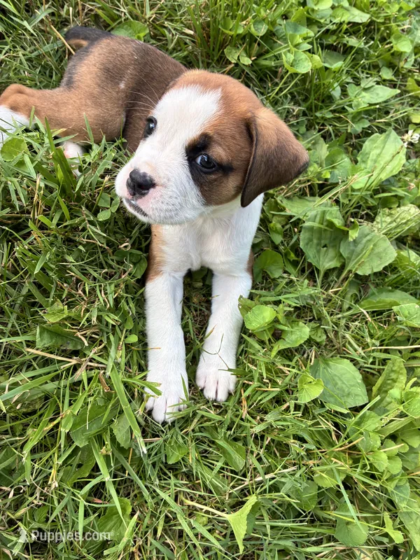 Suzy – Boxer puppy for sale in Wright City, MO