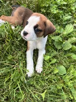 Suzy, a female Boxer for sale in Wright City, MO – 1 of 2