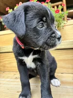 Black & White Female Red Collar, a female Boxer for sale in Wright City, MO – 2 of 3