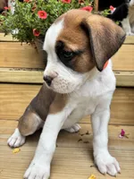Brown & White , a female Boxer for sale in Wright City, MO – 3 of 3
