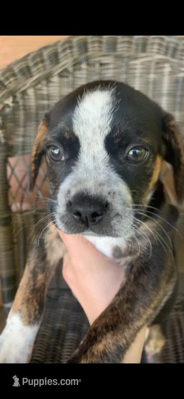 Jack – French Bulldog, Beagle puppy for sale in Wright City, MO