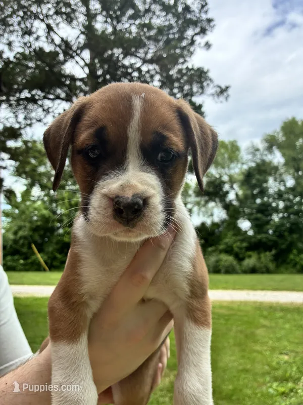 Brown & White Female Orange Collar – Boxer puppy for sale in Wright City, MO