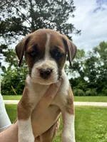 Brown & White Female Orange Collar, a female Boxer for sale in Wright City, MO – 1 of 3