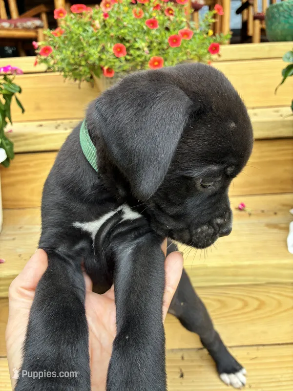 Black w/white Male Green Collar – Boxer puppy for sale in Wright City, MO
