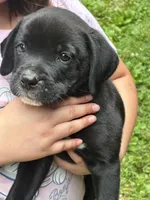 Max, a male Boxer for sale in Wright City, MO – 1 of 2