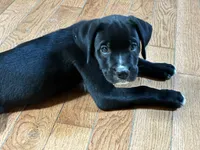 Buddy, a male Boxer for sale in Wright City, MO – 4 of 4