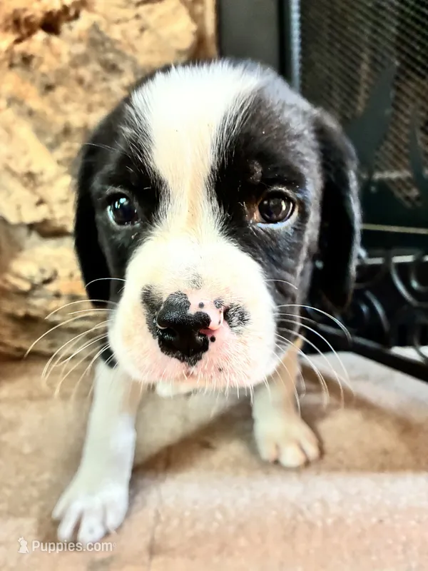 Stanley – Boxer puppy for sale in Wright City, MO