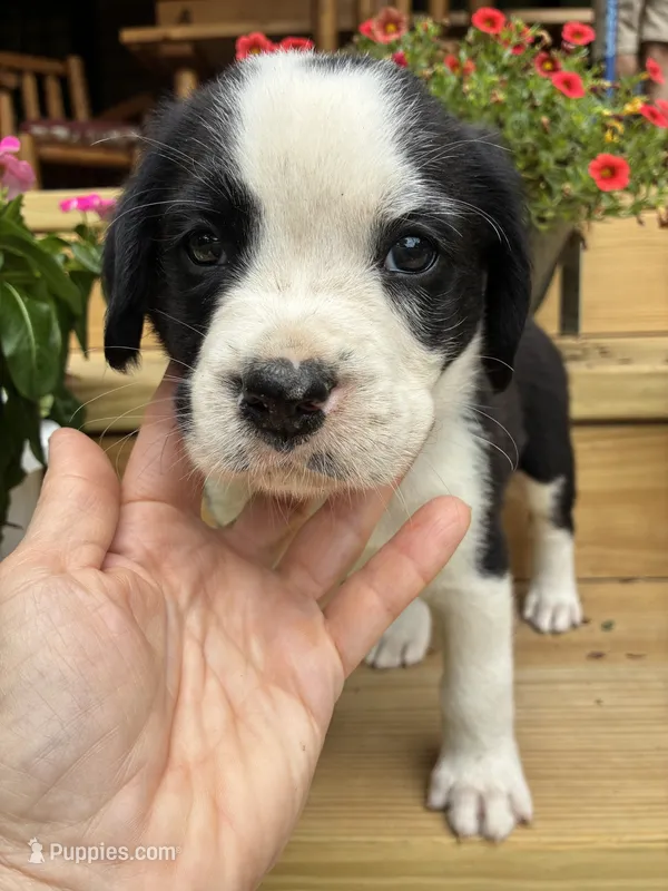 Yellow Collar – Boxer puppy for sale in Wright City, MO