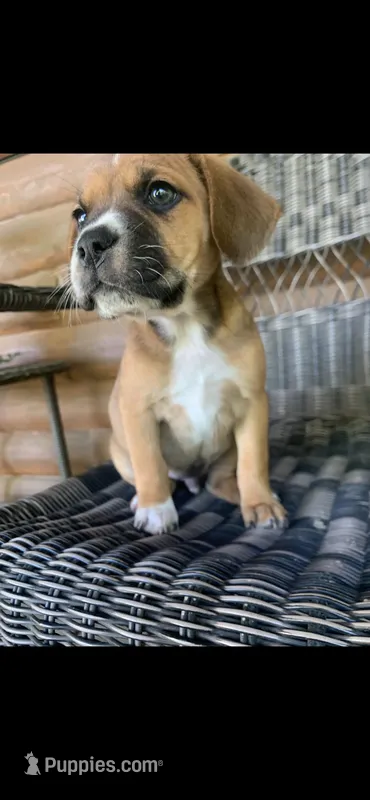 Toby – French Bulldog, Beagle puppy for sale in Wright City, MO