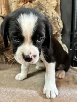 Stanley, a male Boxer for sale in Wright City, MO – 3 of 3