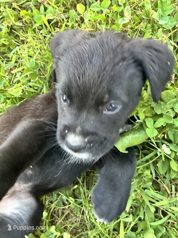 Baby Mac – Boxer puppy for sale in Wright City, MO