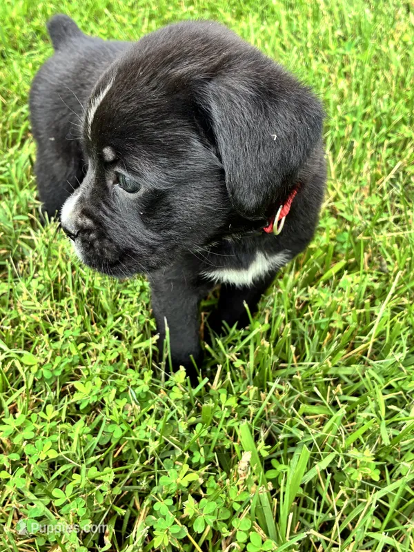 Black & White Female Red Collar – Boxer puppy for sale in Wright City, MO