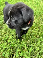 Black & White Female Red Collar, a female Boxer for sale in Wright City, MO – 1 of 3