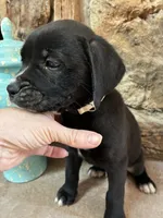 Daisy, a female Boxer for sale in Wright City, MO – 3 of 3