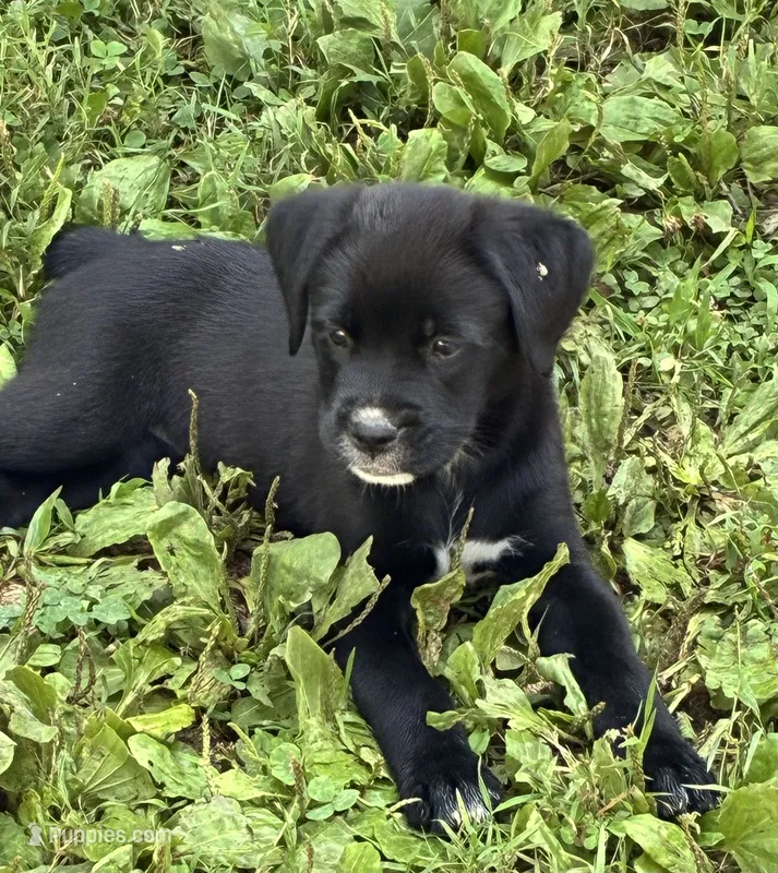 Dolly – Boxer puppy for sale in Wright City, MO