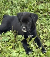 Dolly, a female Boxer for sale in Wright City, MO – 1 of 3