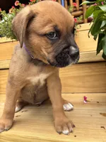 Brown Female, a female Boxer for sale in Wright City, MO – 2 of 3