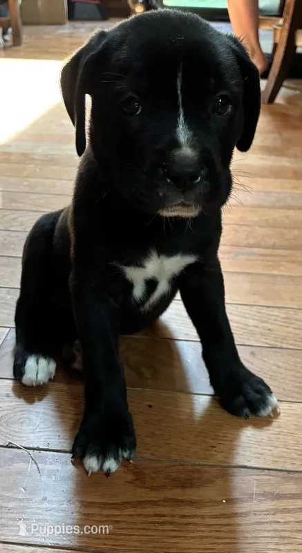 Flower – Boxer puppy for sale in Wright City, MO