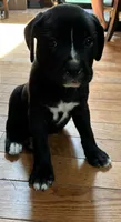 Flower, a female Boxer for sale in Wright City, MO – 1 of 1