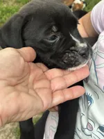 Daisy, a female Boxer for sale in Wright City, MO – 1 of 3